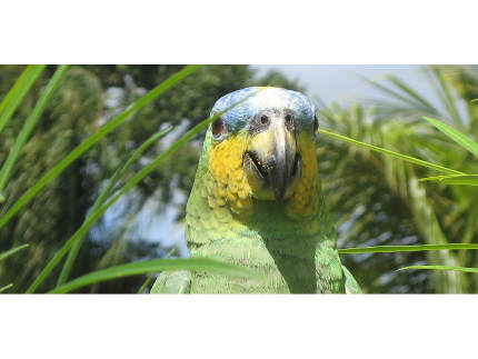 Perroquets de Guyane