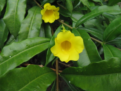Flore de Guyane